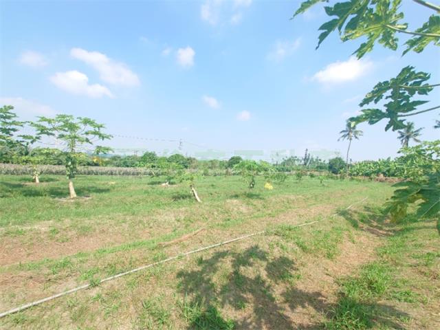 大樹農地-14