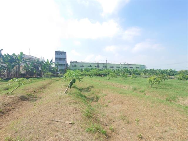 大樹農地-1