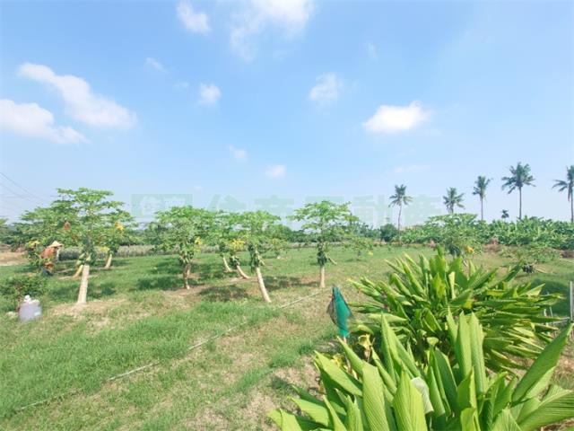 大樹農地-4