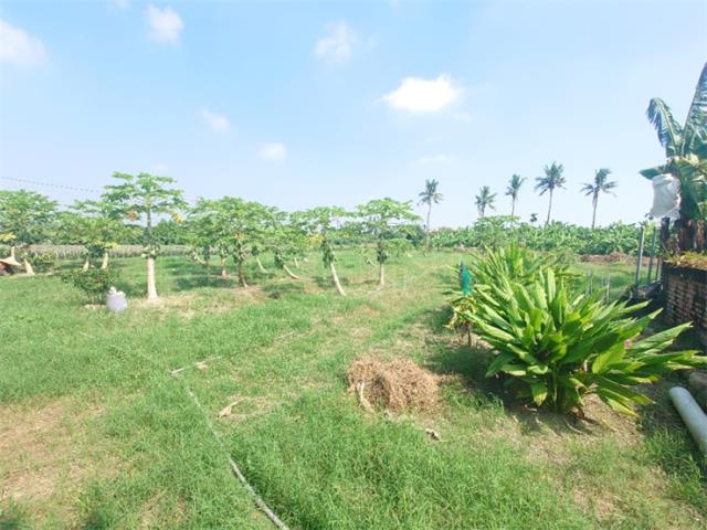 大樹農地-5
