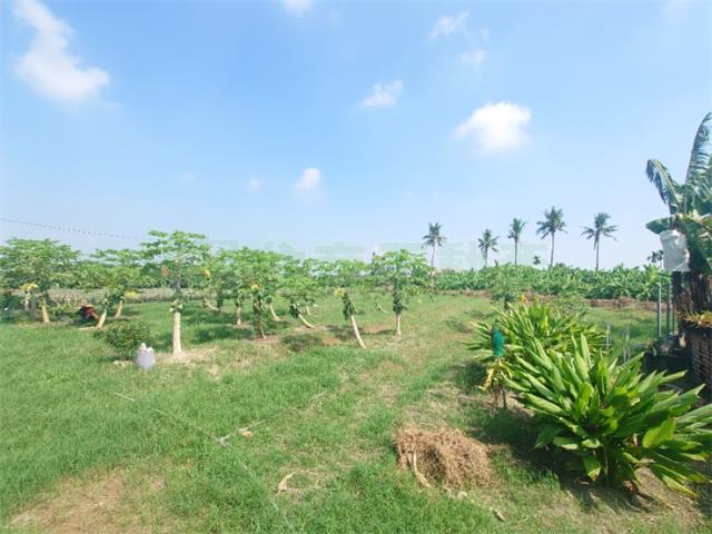 大樹農地-6