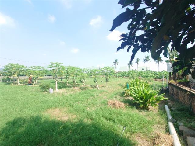 大樹農地-7
