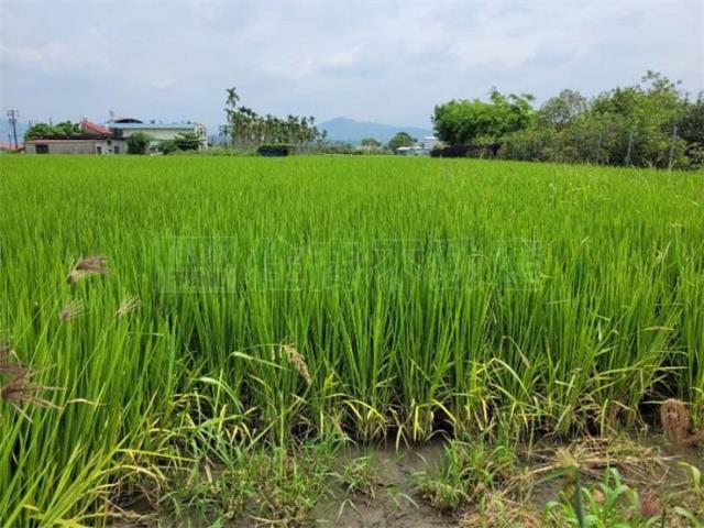 美濃農地-2