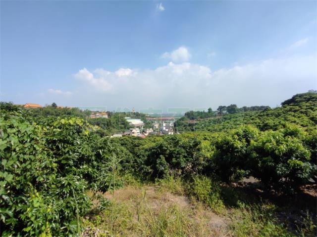 大樹農地-1