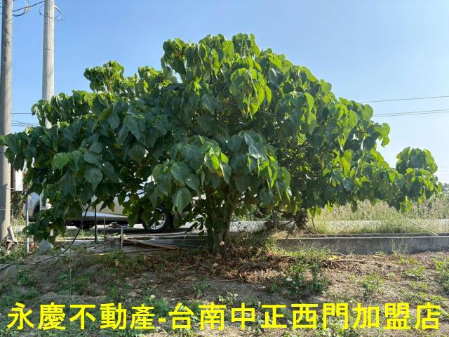 鹽水農地-4