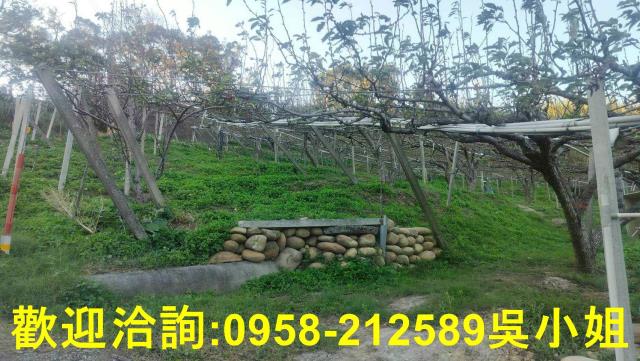 新埔山坡地-11