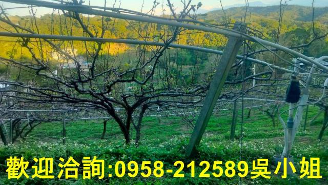 新埔山坡地-4