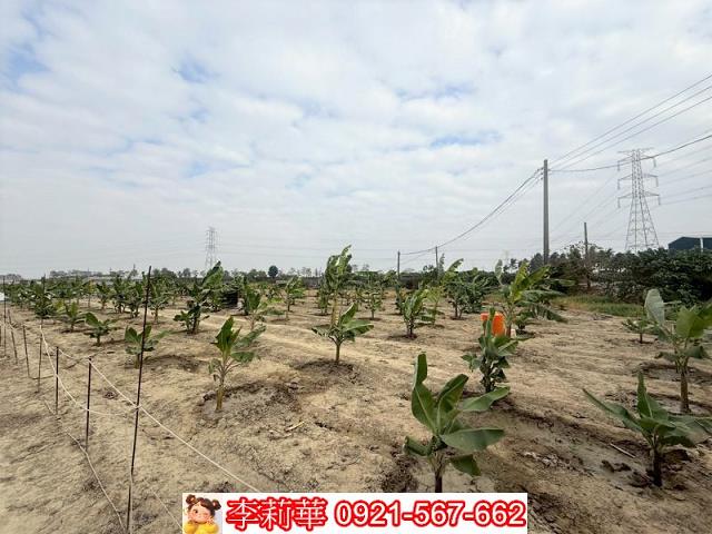 高雄路竹農地-8