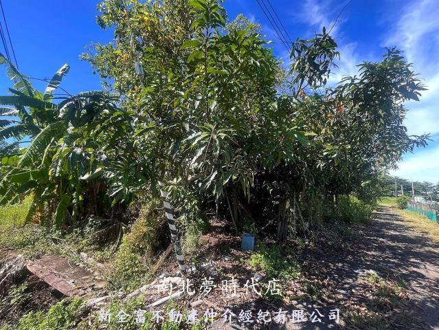 台南新化農地-4