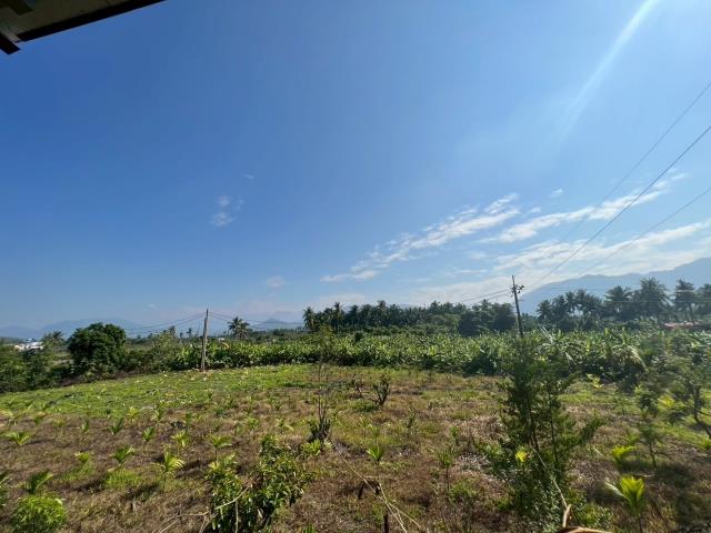 旗山農地-3