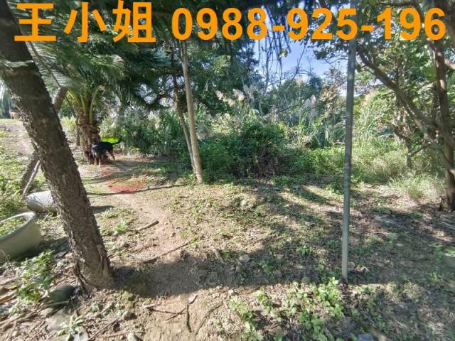 桃園桃園區農地-2