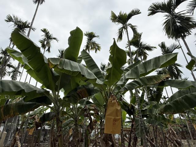 屏東內埔農地-4