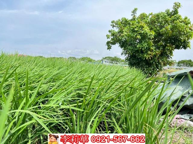 新營農地-5