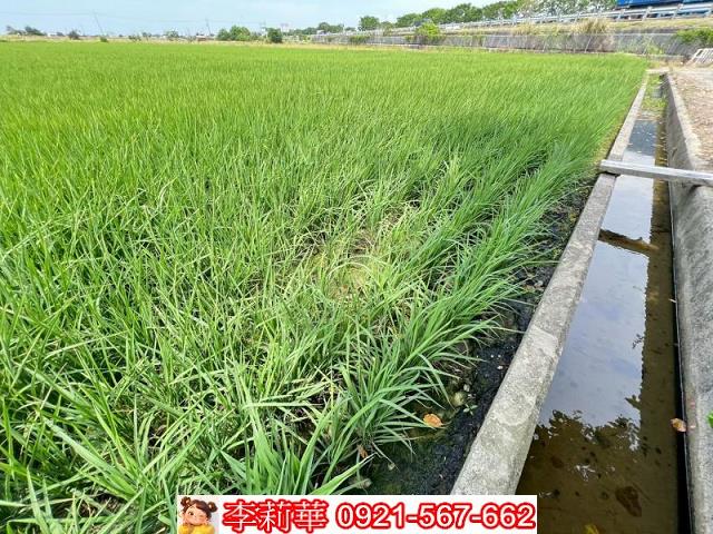 新營農地-7