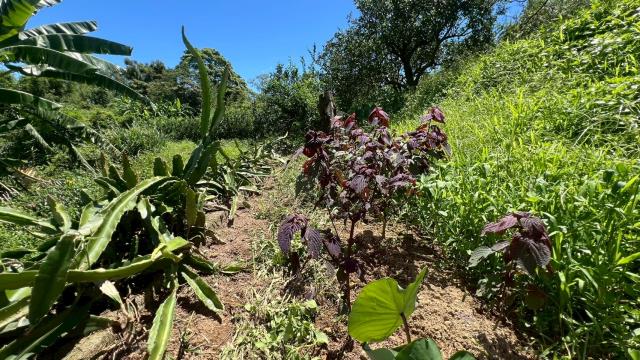 新竹峨眉農地-11