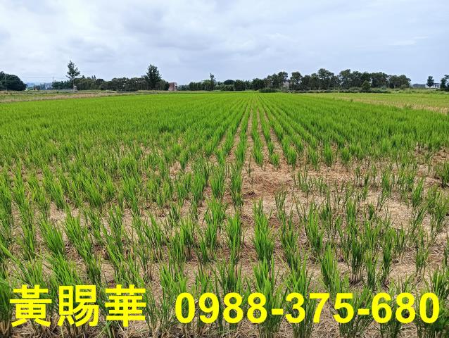 桃園新屋農地-5