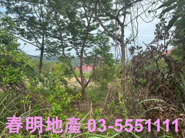 香山林地-3