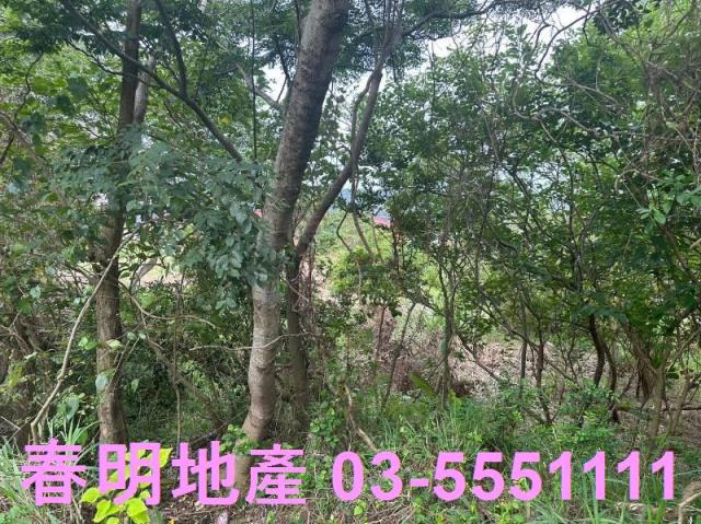 香山林地-4