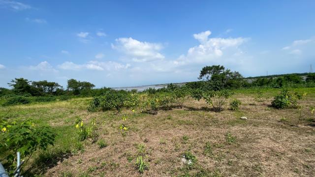 高雄旗山農地-3