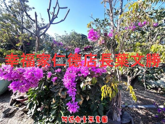 台南麻豆農地-0