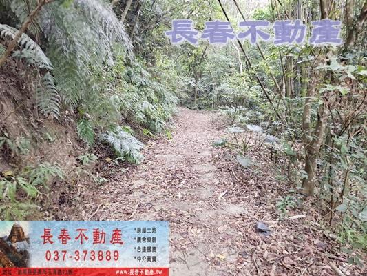 獅潭林地-3
