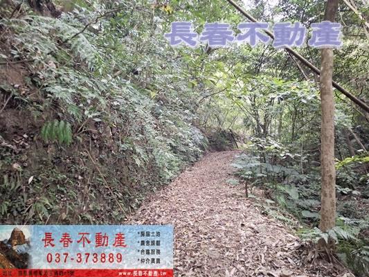 獅潭林地-4