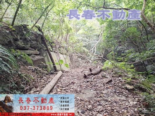 獅潭林地-5