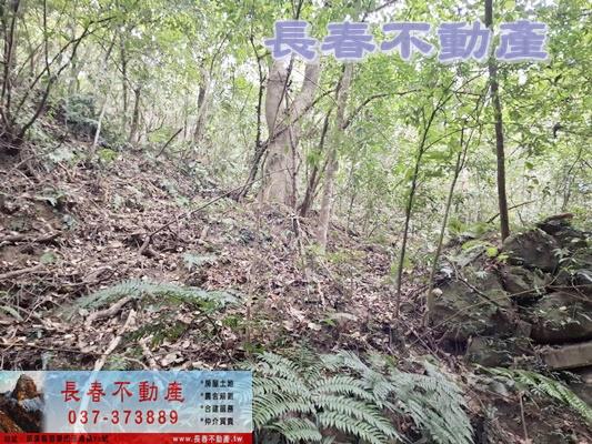 獅潭林地-6
