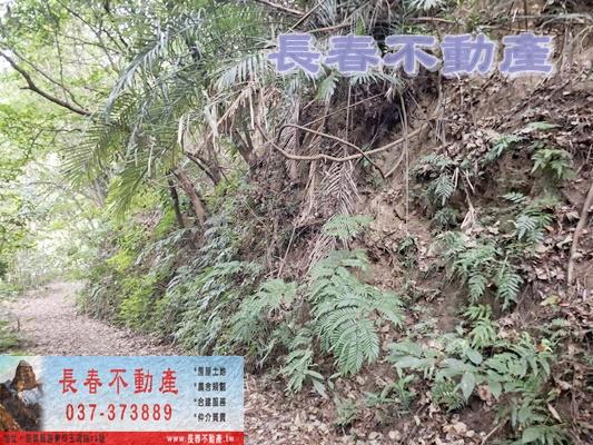 獅潭林地-7