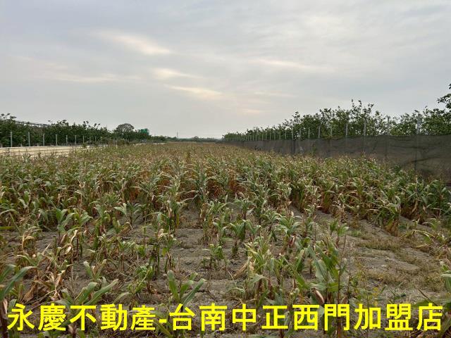 麻豆農地-0