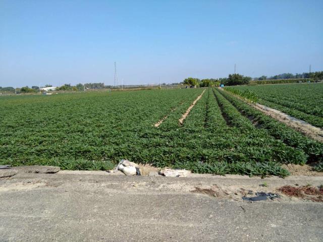 台南新化農地-1