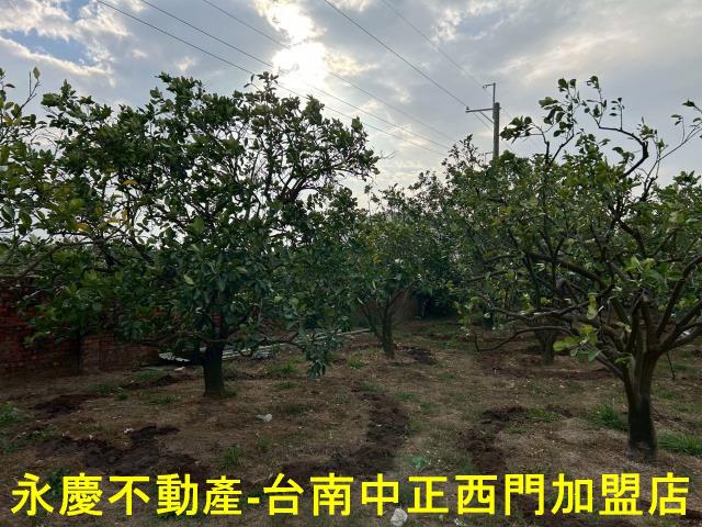 台南麻豆農地-5