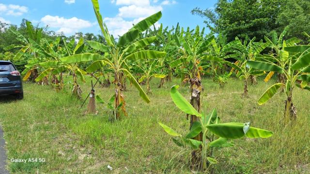 台南左鎮農地-6