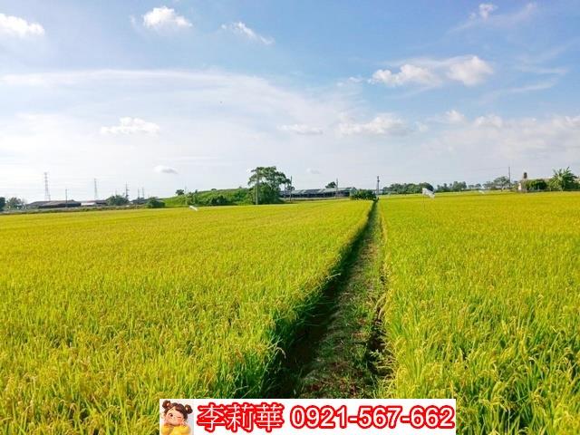 六甲農地-10