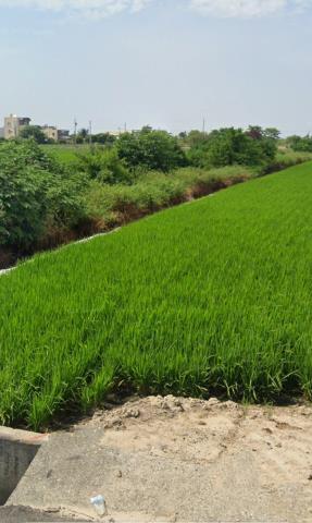新港農地法拍-10