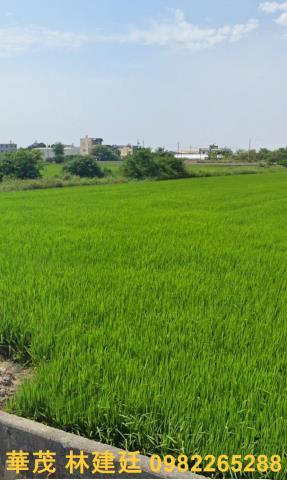 新港農地法拍-4