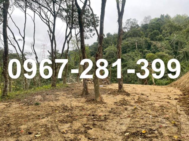 卓蘭坪林水源橘園