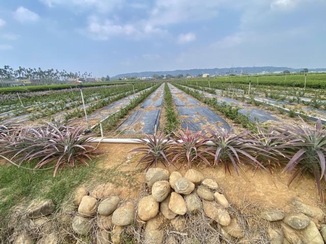 名間松柏嶺碉堡旁農地17分