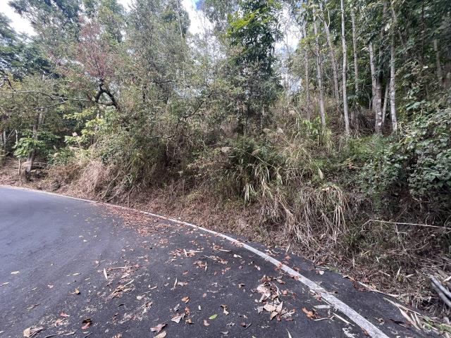 鹿谷山坡地-4