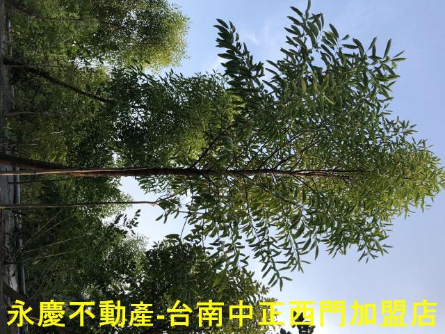 台南玉井農地-11