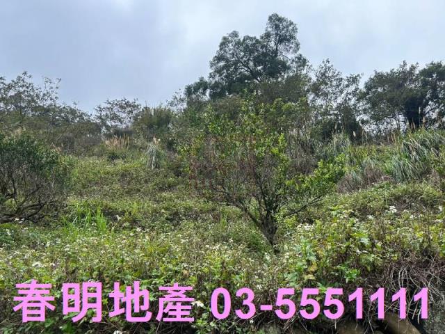 芎林林地-3