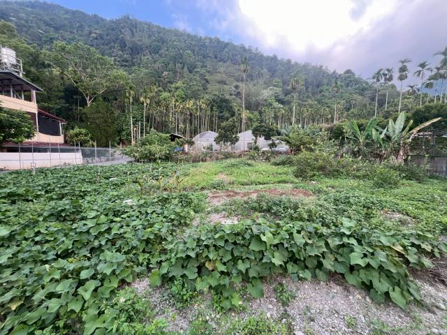 埔里農地-11