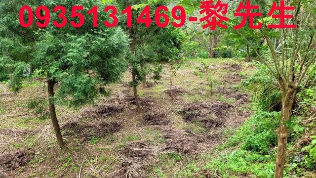 橫山梢楠莊園全新鋼構木屋C