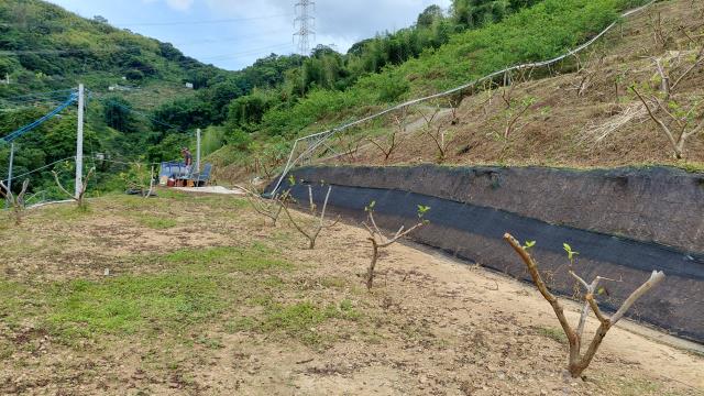 東勢農地-4