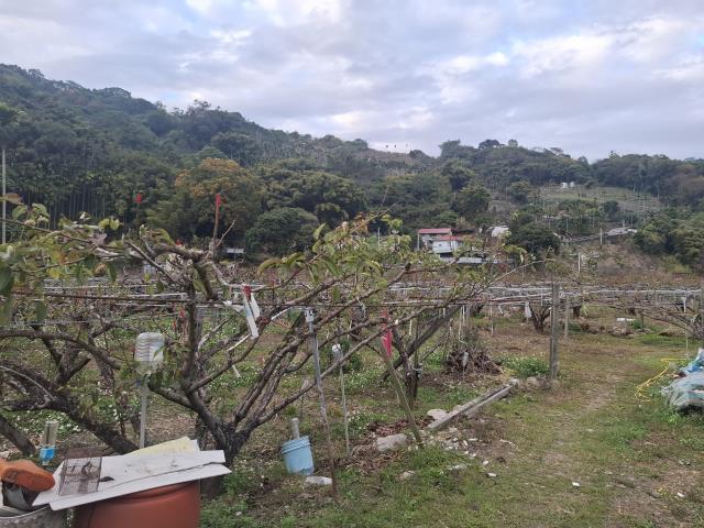 東勢農地-3