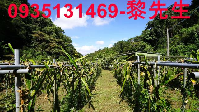 三灣農地-3