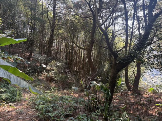 東勢山坡地-6