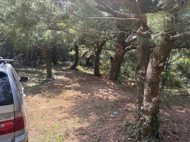 東勢山坡地-1