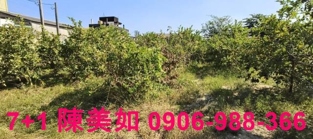 大社農地-0