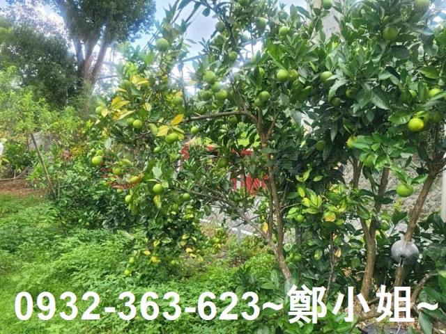 桃園復興農地-6